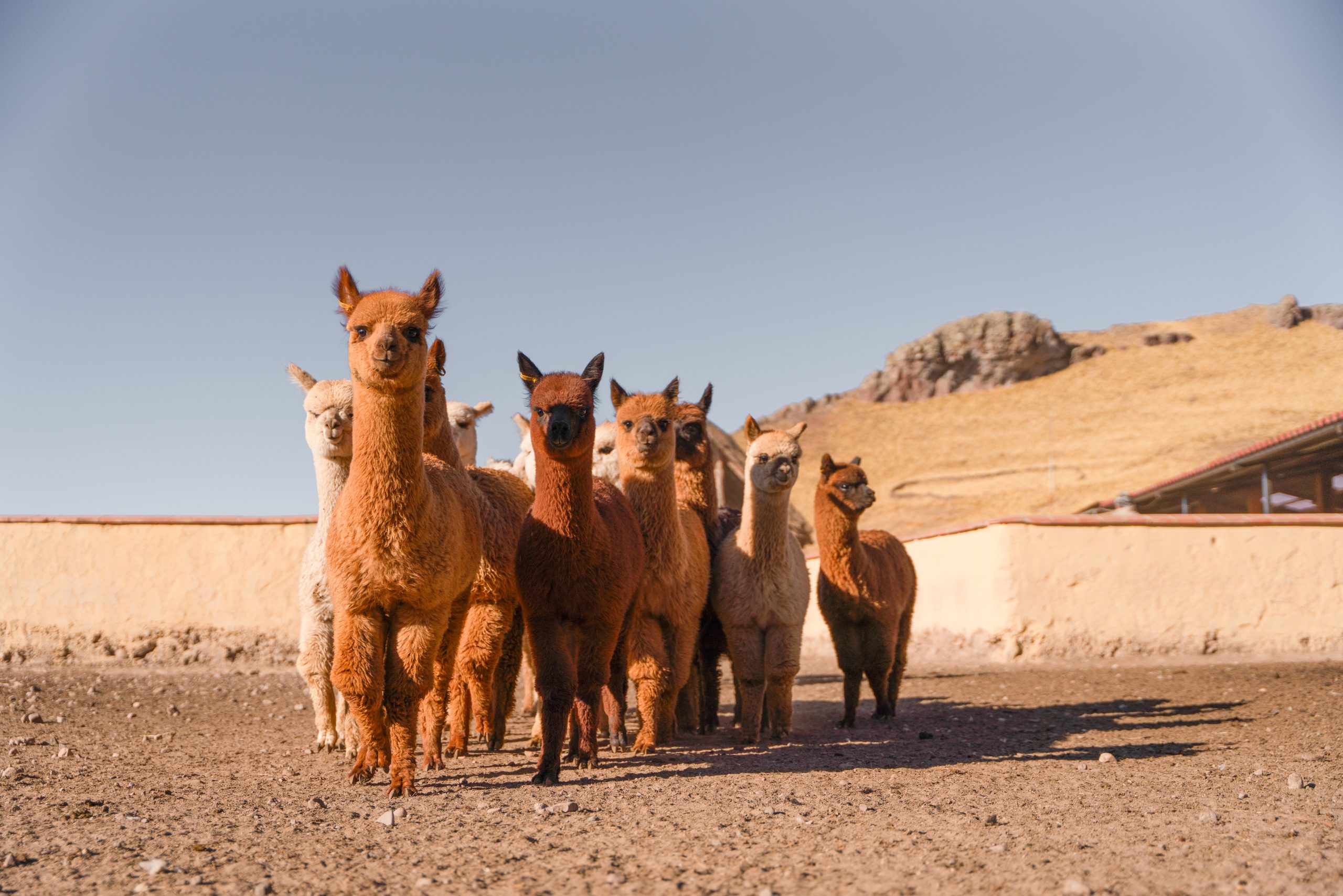 Desafíos del mejoramiento genético en alpacas ante las nuevas exigencias del mercado textil